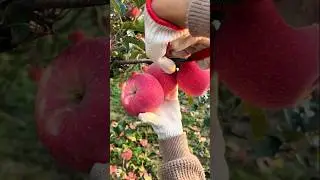 Pure Apple Harvest from the Tree 🍎 | Calm & Satisfying #ytshorts