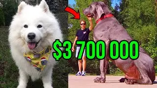 Top 10 Most Expensive Dog Breeds in the World 2020 | 10 Expensive Dogs Only Rich People Can Afford