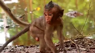 Skinny baby monkey Lori crying loudly ask mom for help