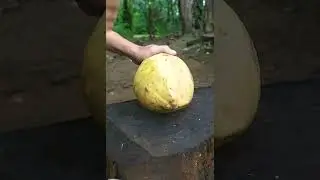 Amazing Yellow Coconut Cutting Skills