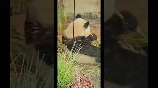 Panda Garden : Discovering the charms of China's Gentle Giants
