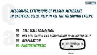 Mesosomes, extensions of plasma membrane in bacterial cells, help in all the following except?