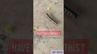 What type of insect is this 😱 || local name of insect || #sʜᴏʀᴛs #ᴠɪʀᴀʟ_ᴠɪᴅᴇᴏ #viral #shortsaday