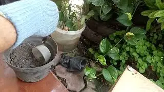 cara menanam batang (stek) pohon cabe jamu bagi pemula pasti berhasil