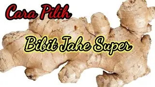 Cara Memilih Bibit Jahe super,Agar hasil Menjadi Super