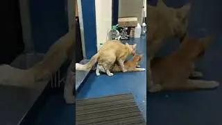 Kucing kawin pertama kali 🙀