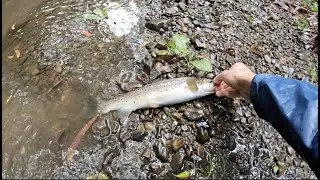 Otways Trout In The Rain. #14