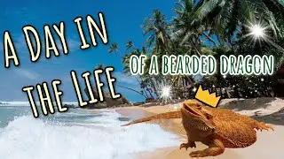 A Day in the Life of a Bearded Dragon || basking, eating, being cute, etc.