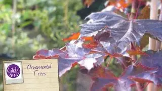 Ornamental Trees for autumn planting | Glebe Garden Centre Leicester
