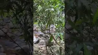 Pleasant day at meenmutty||meenmutty|kallar||ponmudi#meenmutty#kidsvlogs#nature#ponmudi
