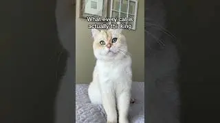 Cute Cat is an Evil Mastermind!