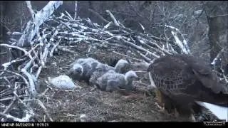 MNDNR Eagles  3 22 16  7:19pm 