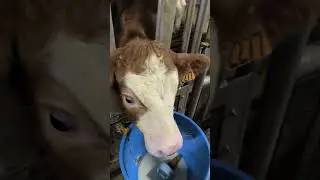 #explore #arabic #music #cow #calving #goat #animals #goatbusiness #farm #bull #business #morocco
