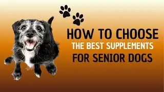 How to Choose the BEST Supplements for your Senior Dog
