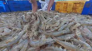 Ultra-Dense Vannamei Shrimp: Water into Gold in Farming Fish Aquaculture | Udang Yang Sangat Padat