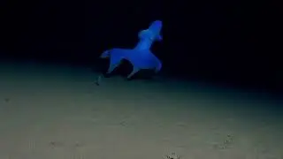 Big-Eye Jellyhead