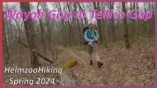 Wayah Gap to Tellico Gap