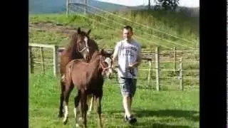 AQHA Liver Chestnut Filly, g-daughter of Blazing Hot