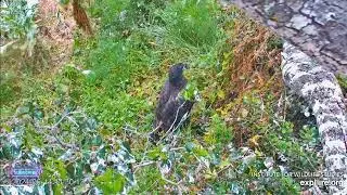 📢 Fludged Eaglet Overboard - Fraser Point Nest of Cruz, Andor, Manini & Reign (6/14)