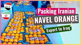 Export High Quality Orange from Iran | EXIM Asian