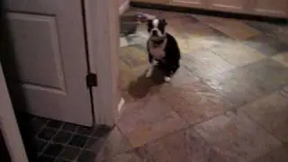 Boston Terrier Bad Boy