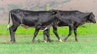 LOTE 10   SULG 1300e SULG 1307