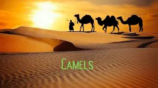 Camel Caravan: A Fun And Educational Video For Children
