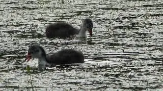 Watervogel op het water 2