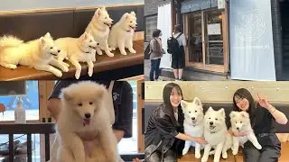 【サモエドカフェ アル】9月8日オープン✨サモエドの赤ちゃん達🐶🤍