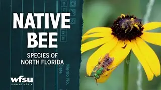 Native Bee Species of Florida