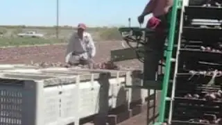 Nicholson Onion Harvester