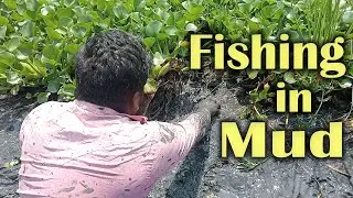 Amazing Fishing in the Mud | Best Hand Fishing | Best Mud Fishing