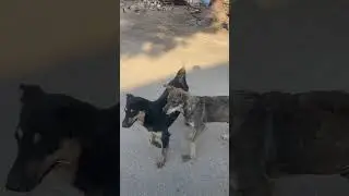 🐶 dogs 😌sit😁