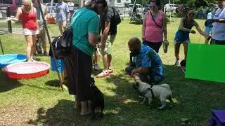 Black Pug (Chief) at the 9th Annual Pugapalooza, Norfolk VA  - June 24, 2018