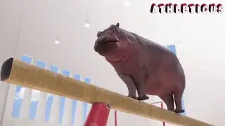 The Olympic athlete  🦛 Athleticus | Sport animals | Cartoon in English