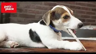 Adaptil Junior halsband voor puppy's