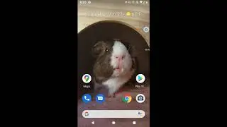 how to setup phone notifications in MT4