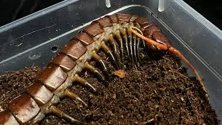Scolopendra sp.&rdquo; Black orion&rdquo;