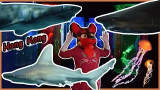 Hong Kong pt.1 Shark & Jellyfish Aquariums (Ocean Park)