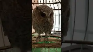 Tiếng chim C&uacute; m&egrave;o🦉#shorts