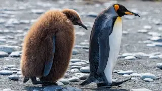 The world of penguins, birds, seabirds  - photo slideshow
