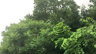 Rain Sounds Ambience | In the Woods | 8 Hrs. Loop