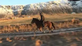 Very talented 5 gaited mare with SUPER Pace and big movements
