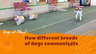 Dogs at Play ~ How different breeds of dogs communicate