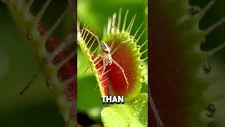 Venus Flytrap Eats a Spider 🌱🕷️ | Nature&rsquo;s Fastest Plant Trap