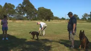 Secret Dogs Business Behaviour Classes