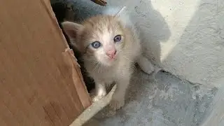 Mom Cat Trust Human To Protect Her Kittens While Playing