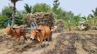 Young's Bullock Cart Heavy mud stuck in heavy load ride // usebuffalo videos