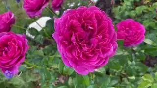 David Austin Rose - Roald Dahl