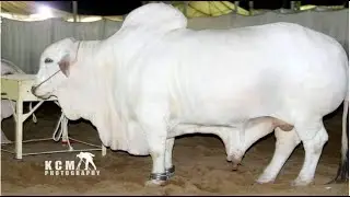 Big Cow Farm in Bangladesh Modern Ultra Beef Processing Factory